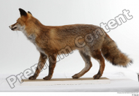  Red fox whole body 0005.jpg